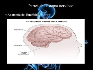 Partes del sistema nervioso
 Anatomía del Encéfalo
 