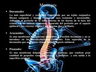 Meninges
 Duramadre
La más superficial y resistente. Constituida por un tejido conjuntivo
fibroso compacto y blanco Forma un saco resistente e inextensible.
Adherida al periostio de la tabla interna de los huesos de la base del
cráneo y a las suturas craneanas. Separada del periostio por el espacio
epidural Cara externa: rugosa Cara interna: lisa y brillante.
 Aracnoides
Es una membrana transparente que cubre el Encéfalo laxamente y no se
introduce en las circunvoluciones cerebrales. Esta separada de la
duramadre por un espacio virtual llamado espacio subdural.
 Piamadre
Es una membrana delgada, adherida al neuroeje, que contiene gran
cantidad de pequeños vasos sanguíneos y linfáticos y esta unida a la
superficie cerebral.
 