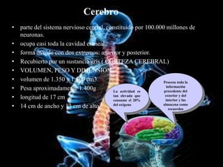 Cerebro
• parte del sistema nervioso central, constituido por 100.000 millones de
neuronas.
• ocupa casi toda la cavidad craneal.
• forma ovoide con dos extremos: anterior y posterior.
• Recubierto por un sustancia gris ( CORTEZA CEREBRAL)
• VOLUMEN, PESO Y DIMENSION
• volumen de 1.350 y 1.500 cm3.
• Pesa aproximadamente 1.400g
• longitud de 17 cm
• 14 cm de ancho y 13 cm de alto.
La actividad es
tan elevada que
consume el 20%
del oxigeno
Procesa toda la
información
procedente del
exterior y del
interior y las
almacena como
recuerdos
 
