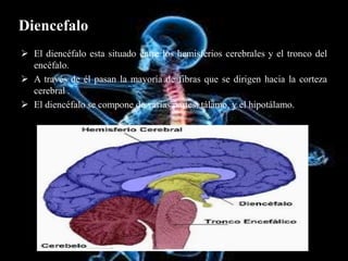 Diencefalo
 El diencéfalo esta situado entre los hemisferios cerebrales y el tronco del
encéfalo.
 A través de él pasan la mayoría de fibras que se dirigen hacia la corteza
cerebral .
 El diencéfalo se compone de varias partes: tálamo, y el hipotálamo.
 