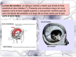 La hoz del cerebro, un tabique vertical y medio que divide la fosa
cerebral en dos mitades (*). Presenta una curvatura mayor en cuyo
espesor corre el seno sagital superior y una porción rectilína que se
une a la tienda del cerebelo a lo largo de su línea medio por la que
corre el seno recto.
 