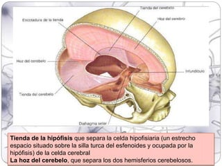 Tienda de la hipófisis que separa la celda hipofisiaria (un estrecho
espacio situado sobre la silla turca del esfenoides y ocupada por la
hipófisis) de la celda cerebral
La hoz del cerebelo, que separa los dos hemisferios cerebelosos.
 