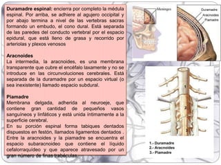 Duramadre espinal: encierra por completo la médula
espinal. Por arriba, se adhiere al agujero occipital y
por abajo termina a nivel de las vertebras sacras
formando un embudo, el cono dural. Está separada
de las paredes del conducto vertebral por el espacio
epidural, que está lleno de grasa y recorrido por
arteriolas y plexos venosos
Aracnoides
La intermedia, la aracnoides, es una membrana
transparente que cubre el encéfalo laxamente y no se
introduce en las circunvoluciones cerebrales. Está
separada de la duramadre por un espacio virtual (o
sea inexistente) llamado espacio subdural.
Piamadre
Membrana delgada, adherida al neuroeje, que
contiene gran cantidad de pequeños vasos
sanguíneos y linfáticos y está unida íntimamente a la
superficie cerebral.
En su porción espinal forma tabiques dentados
dispuestos en festón, llamados ligamentos dentados .
Entre la aracnoides y la piamadre se encuentra el
espacio subaracnoideo que contiene el líquido
cefalorraquídeo y que aparece atravesado por un
gran número de finas trabéculas.
 