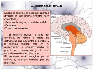 Desde el exterior, el encéfalo aparece
dividido en tres partes distintas pero
conectadas:
•Cerebro: la mayor parte del encéfalo
•Cerebelo
•Tronco del encéfalo
El término tronco, o tallo del
encéfalo, se refiere a todas las
estructuras que hay entre el cerebro y
la médula espinal, esto es, el
mesencéfalo o cerebro medio, el
puente o protuberancia y el bulbo
raquídeo o médula oblongada
El encéfalo está protegido por el
cráneo y, además, cubierto por las
meninges.
ANATOMÍA DEL ENCÉFALO
 