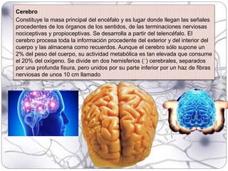 Cerebro
Constituye la masa principal del encéfalo y es lugar donde llegan las señales
procedentes de los órganos de los sentidos, de las terminaciones nerviosas
nociceptivas y propioceptivas. Se desarrolla a partir del telencéfalo. El
cerebro procesa toda la información procedente del exterior y del interior del
cuerpo y las almacena como recuerdos. Aunque el cerebro sólo supone un
2% del peso del cuerpo, su actividad metabólica es tan elevada que consume
el 20% del oxígeno. Se divide en dos hemisferios (*) cerebrales, separados
por una profunda fisura, pero unidos por su parte inferior por un haz de fibras
nerviosas de unos 10 cm llamado
 