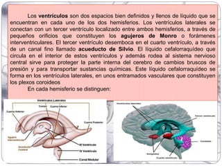 Los ventrículos son dos espacios bien definidos y llenos de líquido que se
encuentran en cada uno de los dos hemisferios. Los ventrículos laterales se
conectan con un tercer ventrículo localizado entre ambos hemisferios, a través de
pequeños orificios que constituyen los agujeros de Monro o forámenes
interventriculares. El tercer ventrículo desemboca en el cuarto ventrículo, a través
de un canal fino llamado acueducto de Silvio. El líquido cefalorraquídeo que
circula en el interior de estos ventrículos y además rodea al sistema nervioso
central sirve para proteger la parte interna del cerebro de cambios bruscos de
presión y para transportar sustancias químicas. Este líquido cefalorraquídeo se
forma en los ventrículos laterales, en unos entramados vasculares que constituyen
los plexos coroideos
En cada hemisferio se distinguen:
 