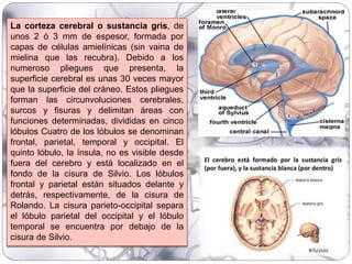 La corteza cerebral o sustancia gris, de
unos 2 ó 3 mm de espesor, formada por
capas de células amielínicas (sin vaina de
mielina que las recubra). Debido a los
numeroso pliegues que presenta, la
superficie cerebral es unas 30 veces mayor
que la superficie del cráneo. Estos pliegues
forman las circunvoluciones cerebrales,
surcos y fisuras y delimitan áreas con
funciones determinadas, divididas en cinco
lóbulos Cuatro de los lóbulos se denominan
frontal, parietal, temporal y occipital. El
quinto lóbulo, la ínsula, no es visible desde
fuera del cerebro y está localizado en el
fondo de la cisura de Silvio. Los lóbulos
frontal y parietal están situados delante y
detrás, respectivamente, de la cisura de
Rolando. La cisura parieto-occipital separa
el lóbulo parietal del occipital y el lóbulo
temporal se encuentra por debajo de la
cisura de Silvio.
 