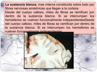La sustancia blanca, mas interna constituída sobre todo por
fibras nerviosas amielínicas que llegan a la corteza
Desde del cuerpo calloso, miles de fibras se ramifican por
dentro de la sustancia blanca. Si se interrumpen los
hemisferios se vuelven funcionalmente independientesDesde
del cuerpo calloso, miles de fibras se ramifican por dentro de
la sustancia blanca. Si se interrumpen los hemisferios se
vuelven funcionalmente independientes
 