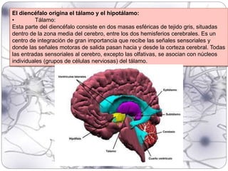 El diencéfalo origina el tálamo y el hipotálamo:
• Tálamo:
Esta parte del diencéfalo consiste en dos masas esféricas de tejido gris, situadas
dentro de la zona media del cerebro, entre los dos hemisferios cerebrales. Es un
centro de integración de gran importancia que recibe las señales sensoriales y
donde las señales motoras de salida pasan hacia y desde la corteza cerebral. Todas
las entradas sensoriales al cerebro, excepto las olfativas, se asocian con núcleos
individuales (grupos de células nerviosas) del tálamo.
 