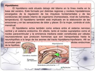 Hipotálamo:
El hipotálamo está situado debajo del tálamo en la línea media en la
base del cerebro. Está formado por distintas regiones y núcleos hipotalámicos
encargados de la regulación de los impulsos fundamentales y de las
condiciones del estado interno de organismo (homeostasis, nivel de nutrientes,
temperatura). El hipotálamo también está implicado en la elaboración de las
emociones y en las sensaciones de dolor y placer. En la mujer, controla el ciclo
menstrual.
El hipotálamo actúa también como enlace entre el sistema nervioso
central y el sistema endocrino. En efecto, tanto el núcleo supraóptico como el
núcleo paraventricular y la eminencia mediana están constituídas por células
neurosecretoras que producen hormonas que son transportadas hasta la
neurohipófisis a lo largo de los axones del tracto hipotálamo-hipofisiario. Allí se
acumulan para ser excretadas en la sangre o para estimular células endocrinas
de la hipófisis.
 
