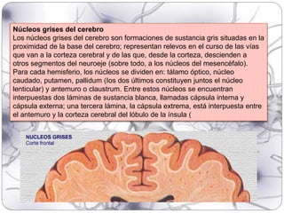 Núcleos grises del cerebro
Los núcleos grises del cerebro son formaciones de sustancia gris situadas en la
proximidad de la base del cerebro; representan relevos en el curso de las vías
que van a la corteza cerebral y de las que, desde la corteza, descienden a
otros segmentos del neuroeje (sobre todo, a los núcleos del mesencéfalo).
Para cada hemisferio, los núcleos se dividen en: tálamo óptico, núcleo
caudado, putamen, pallidum (Ios dos últimos constituyen juntos el núcleo
lenticular) y antemuro o claustrum. Entre estos núcleos se encuentran
interpuestas dos láminas de sustancia blanca, llamadas cápsula interna y
cápsula externa; una tercera lámina, la cápsula extrema, está interpuesta entre
el antemuro y la corteza cerebral del lóbulo de la ínsula (
 