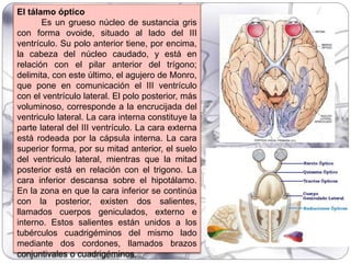 El tálamo óptico
Es un grueso núcleo de sustancia gris
con forma ovoide, situado al lado del III
ventrículo. Su polo anterior tiene, por encima,
la cabeza del núcleo caudado, y está en
relación con el pilar anterior del trígono;
delimita, con este último, el agujero de Monro,
que pone en comunicación el III ventrículo
con el ventrículo lateral. El polo posterior, más
voluminoso, corresponde a la encrucijada del
ventriculo lateral. La cara interna constituye la
parte lateral del III ventrículo. La cara externa
está rodeada por la cápsula interna. La cara
superior forma, por su mitad anterior, el suelo
del ventriculo lateral, mientras que la mitad
posterior está en relación con el trigono. La
cara inferior descansa sobre el hipotálamo.
En la zona en que la cara inferior se continúa
con la posterior, existen dos salientes,
llamados cuerpos geniculados, externo e
interno. Estos salientes están unidos a los
tubérculos cuadrigéminos del mismo lado
mediante dos cordones, llamados brazos
conjuntivales o cuadrigéminos.
 