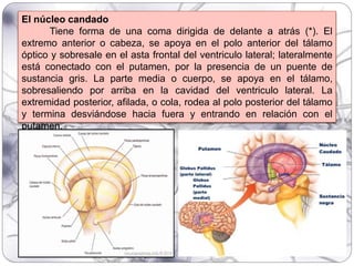 El núcleo candado
Tiene forma de una coma dirigida de delante a atrás (*). El
extremo anterior o cabeza, se apoya en el polo anterior del tálamo
óptico y sobresale en el asta frontal del ventriculo lateral; lateralmente
está conectado con el putamen, por la presencia de un puente de
sustancia gris. La parte media o cuerpo, se apoya en el tálamo,
sobresaliendo por arriba en la cavidad del ventriculo lateral. La
extremidad posterior, afilada, o cola, rodea al polo posterior del tálamo
y termina desviándose hacia fuera y entrando en relación con el
putamen.
 
