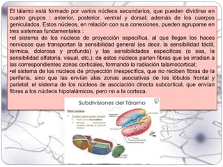 El tálamo está formado por varios núcleos secundarios, que pueden dividirse en
cuatro grupos : anterior, posterior, ventral y dorsal; además de los cuerpos
geniculados. Estos núcleos, en relación con sus conexiones, pueden agruparse en
tres sistemas fundamentales :
•el sistema de los núcleos de proyección específica, al que llegan los haces
nerviosos que transportan la sensibilidad general (es decir, la sensibilidad táctil,
térmica, dolorosa y profunda) y las sensibilidades especificas (o sea, la
sensibilidad olfatoria, visual, etc.); de estos núcleos parten fibras que se irradian a
las correspondientes zonas corticales, formando la radiación talamocortical;
•el sistema de los núcleos de proyección inespecífica, que no reciben fibras de la
periferia, sino que las envían alas zonas asociativas de los lóbulos frontal y
parietal; el sistema de los núcleos de asociación directa subcortical, que envían
fibras a los núcleos hipotalámicos, pero no a la corteza.
 