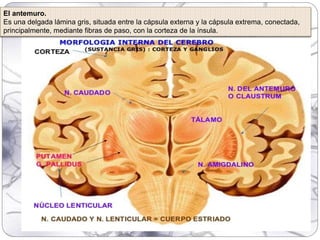 El antemuro.
Es una delgada lámina gris, situada entre la cápsula externa y la cápsula extrema, conectada,
principalmente, mediante fibras de paso, con la corteza de la ínsula.
 
