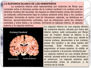 LA SUSTANCIA BLANCA DE LOS HEMISFERIOS
La sustancia blanca está representada por sistemas de fibras que
conectan entre sí diversos puntos de la corteza cerebral o la corteza con los
distintos núcleos del neuroeje. Se espesa en determnadas zonas del cerebro:
se extiende uniformemente bajo la corteza cerebral entre ésta y los núcleos
centrales, formando el centro oval de Vieussens; además, se distribuye en
láminas, aproximadamente verticales, que se interponen entre los núcleos
centrales y entre éstos y la corteza, formando la cápsula interna, la cápsula
externa y la cápsula extrema. La cápsula interna es una espesa lámina
de sustancia blanca, situada por fuera del
tálamo óptico; está compuesta por fibras
que se irradian desde el tálamo a la
corteza cerebral y por otras que, desde la
misma corteza, descienden a los núcleos
grises del cerebro y de otras partes del
neuroeje. Está formada de varios
segmentos: el brazo anterior, la rodilla, el
brazo posterior y la porción retrolenticular,
La cápsula externa es una amplia lámina
vertical, situada entre el núcleo lenticular y
el antemuro. La cápsula extrema está
comprendida entre el antemuro y la
corteza de la ínsula.
 