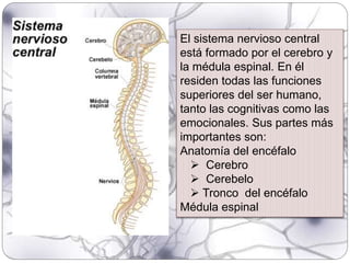 El sistema nervioso central
está formado por el cerebro y
la médula espinal. En él
residen todas las funciones
superiores del ser humano,
tanto las cognitivas como las
emocionales. Sus partes más
importantes son:
Anatomía del encéfalo
 Cerebro
 Cerebelo
 Tronco del encéfalo
Médula espinal
 