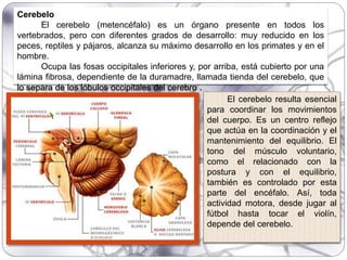 Cerebelo
El cerebelo (metencéfalo) es un órgano presente en todos los
vertebrados, pero con diferentes grados de desarrollo: muy reducido en los
peces, reptiles y pájaros, alcanza su máximo desarrollo en los primates y en el
hombre.
Ocupa las fosas occipitales inferiores y, por arriba, está cubierto por una
lámina fibrosa, dependiente de la duramadre, llamada tienda del cerebelo, que
lo separa de los lóbulos occipitales del cerebro .
El cerebelo resulta esencial
para coordinar los movimientos
del cuerpo. Es un centro reflejo
que actúa en la coordinación y el
mantenimiento del equilibrio. El
tono del músculo voluntario,
como el relacionado con la
postura y con el equilibrio,
también es controlado por esta
parte del encéfalo. Así, toda
actividad motora, desde jugar al
fútbol hasta tocar el violín,
depende del cerebelo.
 
