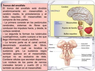 Tronco del encéfalo
El tronco del encéfalo está dividido
anatómicamente en: mesencéfalo o
cerebro medio, la protuberancia y el
bulbo raquídeo. El mesencéfalo se
compone de tres partes.
- La primera consiste en los pedúnculos
cerebrales, sistemas de fibras que
conducen los impulsos hacia, y desde, la
corteza cerebral.
- La segunda la forman los tubérculos
cuadrigéminos, cuatro cuerpos a los que
llega información visual y auditiva.
- La tercera parte es el canal central,
denominado acueducto de Silvio,
alrededor del cual se localiza la
sustancia gris. La sustancia negra
también aparece en el mesencéfalo,
aunque no es exclusiva de éste.
Contiene células que secretan dopamina.
Los núcleos de los pares de nervios
craneales tercero y cuarto (III y IV)
también se sitúan en el mesencéfalo
 