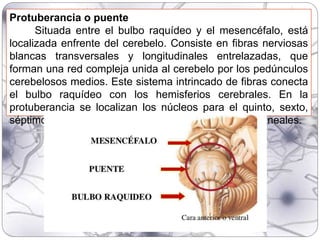 Protuberancia o puente
Situada entre el bulbo raquídeo y el mesencéfalo, está
localizada enfrente del cerebelo. Consiste en fibras nerviosas
blancas transversales y longitudinales entrelazadas, que
forman una red compleja unida al cerebelo por los pedúnculos
cerebelosos medios. Este sistema intrincado de fibras conecta
el bulbo raquídeo con los hemisferios cerebrales. En la
protuberancia se localizan los núcleos para el quinto, sexto,
séptimo y octavo (V, VI, VII y VIII) pares de nervios craneales.
 