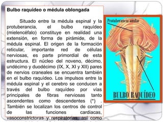 Bulbo raquídeo o médula oblongada
Situado entre la médula espinal y la
protuberancia, el bulbo raquídeo
(mielencéfalo) constituye en realidad una
extensión, en forma de pirámide, de la
médula espinal. El origen de la formación
reticular, importante red de células
nerviosas, es parte primordial de esta
estructura. El núcleo del noveno, décimo,
undécimo y duodécimo (IX, X, XI y XII) pares
de nervios craneales se encuentra también
en el bulbo raquídeo. Los impulsos entre la
médula espinal y el cerebro se conducen a
través del bulbo raquídeo por vías
principales de fibras nerviosas tanto
ascendentes como descendentes (*) .
También se localizan los centros de control
de las funciones cardiacas,
vasoconstrictoras y respiratorias, así como
 