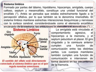 Sistema límbico
Formado por partes del tálamo, hipotálamo, hipocampo, amígdala, cuerpo
calloso, septum y mesencéfalo, constituye una unidad funcional del
encéfalo (*). Antes se pensaba que estaba estrechamente ligado a la
percepción olfativa, por lo que también se le denomina rinencéfalo. El
sistema límbico mantiene estrechas interacciones bioquímicas y nerviosas
con la corteza cerebral, considerándosele como el elemento encefálico
encargado de la memoria, las emociones, la atención y el aprendizaje (*).
La amígdala está vinculada al
comportamiento agresivo, el
hipocampo a la memoria, y el
septum pelucidum al placer. El giro
cingulado y la comisura anterior
cumplen una función de
comunicación entre las distintas
partes. Los cuerpos mamilares
también cumplen una función de
comunicación e intervienen de
forma decisiva en los mecanismos
de la memoria.
 