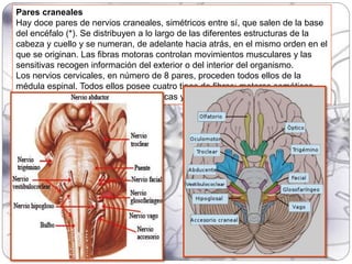 Pares craneales
Hay doce pares de nervios craneales, simétricos entre sí, que salen de la base
del encéfalo (*). Se distribuyen a lo largo de las diferentes estructuras de la
cabeza y cuello y se numeran, de adelante hacia atrás, en el mismo orden en el
que se originan. Las fibras motoras controlan movimientos musculares y las
sensitivas recogen información del exterior o del interior del organismo.
Los nervios cervicales, en número de 8 pares, proceden todos ellos de la
médula espinal. Todos ellos posee cuatro tipos de fibras: motoras somáticas,
efectivas viscerales, sensitivas somáticas y sensitivas viscerales.
 