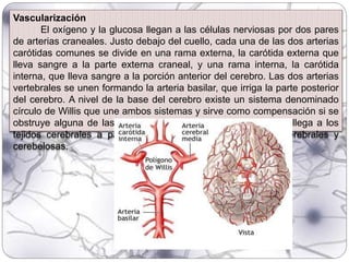 Vascularización
El oxígeno y la glucosa llegan a las células nerviosas por dos pares
de arterias craneales. Justo debajo del cuello, cada una de las dos arterias
carótidas comunes se divide en una rama externa, la carótida externa que
lleva sangre a la parte externa craneal, y una rama interna, la carótida
interna, que lleva sangre a la porción anterior del cerebro. Las dos arterias
vertebrales se unen formando la arteria basilar, que irriga la parte posterior
del cerebro. A nivel de la base del cerebro existe un sistema denominado
círculo de Willis que une ambos sistemas y sirve como compensación si se
obstruye alguna de las arterias (*). El 25% del gasto cardiaco llega a los
tejidos cerebrales a partir de una enorme red de arterias cerebrales y
cerebelosas.
 