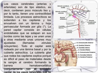 Los vasos cerebrales (arterias y
arteriolas) son de tipo elástico, es
decir, contienen poco músculo liso y,
por lo tanto, tienen una contractilidad
limitada. Los procesos astrocíticos se
extienden a los capilares y los
envuelven con un lámina u hoja
perivascular formada por glía (*). La
pared capilar consiste en células
endoteliales que se solapan en sus
bordes como las tejas y se unen unas
a otras mediante unas uniones muy
ajustadas (llamadas zónulas
ocluyentes). Todo el capilar está
rodeado por una lámina basal y por la
cubierta astrocítica. La cubierta glial
que rodea los capilares explica porqué
es dificil el paso de materiales desde
la sangre al cerebro formando la
barrera hematoencefálica
(conjuntamente con el endotelio
capilar de los vasos cerebrales que no
 
