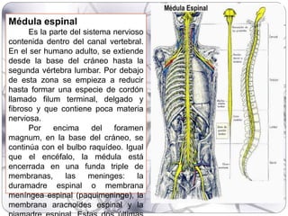 Médula espinal
Es la parte del sistema nervioso
contenida dentro del canal vertebral.
En el ser humano adulto, se extiende
desde la base del cráneo hasta la
segunda vértebra lumbar. Por debajo
de esta zona se empieza a reducir
hasta formar una especie de cordón
llamado filum terminal, delgado y
fibroso y que contiene poca materia
nerviosa.
Por encima del foramen
magnum, en la base del cráneo, se
continúa con el bulbo raquídeo. Igual
que el encéfalo, la médula está
encerrada en una funda triple de
membranas, las meninges: la
duramadre espinal o membrana
meníngea espinal (paquimeninge), la
membrana aracnoides espinal y la
 