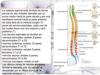 La médula espìnal está dividida de forma
parcial en dos mitades laterales por un
surco medio hacia la parte dorsal y por una
hendidura ventral hacia la parte anterior;
de cada lado de la médula surgen 31
pares de nervios espinales, cada uno de
los cuales tiene una raíz anterior y otra
posterior (*)
Los nervios espinales se dividen en:
•nervios cervicales: existen 8 pares
denominados C1 a C8
•nervios torácicos: existen 12 pares
denominados T1 a T2
•nervios lumbares: existen 5 pares
llamados L1 a L5
•nervios sacros: existen 5 pares,
denominados S1 a S5
•nervios coccígeos: existe un par
Los últimos pares de nervios espinales
forman la llamada cola de caballo al
descender por el último tramo de la
columna vertebral (*).
 