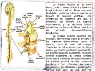 La médula espinal es de color
blanco, más o menos cilíndrica y tiene una
longitud de unos 45 cm. Tiene una cierta
flexibilidad, pudiendo estirarse cuando se
flexiona la columna vertebral. Esta
constituída por sustancia gris que, a
diferencia del cerebro se dispone
internamente, y de sustancia blanca
constituìda por haces de fibras mielínicas
de recorrido fundamentalmente
longitudinal.
La médula espinal transmite los
impulsos ascendentes hacia el cerebro y
los impulsos descendentes desde el
cerebro hacia el resto del cuerpo.
Transmite la información que le llega
desde los nervios periféricos procedentes
de distintas regiones corporales, hasta los
centros superiores. El propio cerebro
actúa sobre la médula enviando impulsos.
La médula espinal también transmite
impulsos a los músculos, los vasos
sanguíneos y las glándulas a través de los
nervios que salen de ella, bien en
 