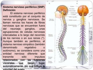 Sistema nervioso periférico (SNP)
Definición
El sistema nervioso periférico
está constituido por el conjunto de
nervios y ganglios nerviosos. Se
llaman nervios los haces de fibras
nerviosas que se encuentran fuera
del neuroeje; ganglios, unas
agrupaciones de celulas nerviosas
intercaladas a lo largo del recorrido
de los nervios o en sus raíces (*).
Aunque también es periférico, el
sistema nervioso simpático (también
denominado vegetativo o
autónomo), se considera como una
entidad nerviosa diferente que
transmite sólo impulsos
relacionados con las funciones
viscerales que tienen lugar
automáticamente, sin que influya la
 