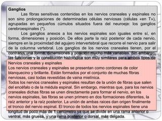 Ganglios
Las fibras sensitivas contenidas en los nervios craneales y espinales no
son sino prolongaciones de determinadas células nerviosas (células «en T»),
agrupadas en pequeños cúmulos situados fuera del neuroeje: los ganglios
cerebroespinales (*).
Los ganglios anexos a los nervios espinales son iguales entre sí, en
forma, dimensiones y posición. De ellos parte la raíz posterior de cada nervio,
siempre en la proximidad del agujero intervertebral que recorre el nervio para salir
de la columna vertebral. Los ganglios de los nervios craneales tienen, por el
contrario, una forma, dimensiones y posición mucho más variables. Sin embargo,
las funciones y la constitución histológica son muy similares para ambos tipos de
gangliosNervios craneales y espinales
Los nervios craneales y espinales se presentan como cordones de color
blanquecino y brillante. Están formados por el conjunto de muchas fIbras
nerviosas, casi todas revestidas de vaina mielínica.
Todos los nervios craneales y espinales resultan de la unión de fibras que salen
del encéfalo o de la médula espinal. Sin embargo, mientras que, para los nervios
craneales dichas fibras se unen directamente para formar el nervio, en los
nervios espinales, las fibras se unen primero en dos formaciones diferentes, la
raíz anterior y la raíz posterior. La unión de ambas raices dan origen finalmente
el tronco del nervio espinal. El tronco de todos los nervios espinales tiene una
longitud de poco más de 1 centímetro ya que se divide en una rama anterior o
ventral, más gruesa, y una rama posterior o dorsal, más delgada.
 