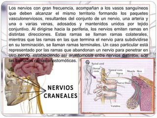 Los nervios con gran frecuencia, acompañan a los vasos sanguíneos
que deben alcanzar el mismo territorio formando los paquetes
vasculonerviosos, resultantes del conjunto de un nervio, una arteria y
una o varias venas, adosados y mantenidos unidos por tejido
conjuntivo. Al dirigirse hacia la periferia, los nervios emiten ramas en
distintas direcciones. Estas ramas se llaman ramas colaterales,
mientras que las ramas en las que termina el nervio para subdividirse
en su terminación, se llaman ramas terminales. Un caso particular está
representado por las ramas que abandonan un nervio para penetrar en
otro nervio, estableciendo así anastomosis entre nervios distintos; son
las llamadas ramas anastomóticas.
 