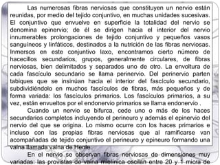 Las numerosas fibras nerviosas que constituyen un nervio están
reunidas, por medio del tejido conjuntivo, en muchas unidades sucesivas.
El conjuntivo que envuelve en superficie la totalidad del nervio se
denomina epinervio; de él se dirigen hacia el interior del nervio
innumerables prolongaciones de tejido conjuntivo y pequeños vasos
sanguíneos y linfáticos, destinados a la nutrición de las fibras nerviosas.
Inmersos en este conjuntivo laxo, encontramos cierto número de
hacecillos secundarios, grupos, generalmente circulares, de fibras
nerviosas, bien delimitados y separados uno de otro. La envoltura de
cada fascículo secundario se llama perinervio. Del perinervio parten
tabiques que se insinúan hacia el interior del fascículo secundario,
subdividiéndolo en muchos fascículos de fibras, más pequeños y de
forma variada: los fascículos primarios. Los fascículos primarios, a su
vez, están envueltos por el endonervio primarios se llama endonervio .
Cuando un nervio se bifurca, cede uno o más de los haces
secundarios completos incluyendo el perineuro y además el epinervio del
nervio del que se origina. Lo mismo ocurre con los haces primarios e
incluso con las propias fibras nerviosas que al ramificarse van
acompañadas de tejido conjuntivo el perineuro y epineuro formando una
vaina llamada vaina de Henle
En el nervio se observan fibras nerviosas de dimensiones muy
variadas: las provistas de vaina mielínica oscilan entre 20 y 1 micra de
 