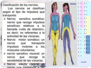 Clasificación de los nervios.
Los nervios se clasifican
según el tipo de impulsos que
transporta:
 Nervio sensitivo somático:
nervio que recoge impulsos
sensitivos relativos a la
llamada «vida de relación»,
es decir, no referentes a la
actividad de las vísceras;
 Nervio motor somático: un
nervio que transporta
impulsos motores a los
músculos voluntarios;
 nervio sensitivo visceral: un
nervio que recoge la
sensibilidad de las vísceras;
 Nervio elector visceral: un
 