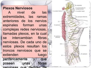 Plexos Nerviosos
A nivel de las
extremidades, las ramas
anteriores de los nervios
espinales forman unas
complejas redes nerviosas,
llamadas plexos, en la cual
se intercambian fibras
nerviosas. De cada uno de
estos plexos resultan los
troncos nerviosos que se
extienden luego
periféricamente y que
poseen unas fibras
 