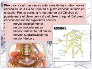 Plexo cervical: Las ramas anteriores de los cuatro nervios
cervicales C1 a C4 se unen en el plexo cervical, situado en
el cuello. Por su parte, la rama anterior del C5 sirve de
puente entre el plexo cervical y el plexo braquial. Del plexo
cervical derivan los siguientes nervios :
• nervio occipital menor
• nervio auricular mayor
• nervio transverso del cuello,
• nervios supraclaviculares
• nervio frénico y
• las raíces del asa cervical profunda
 