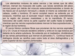 Los elementos motores de estos nervios y las ramas que de ellos
derivan, inervan los músculos del cuello. Las raíces sensitivas del plexo
cervical pasan por detrás del músculo estenocleidomastoideo a través de
los fascia por el punctum nervosum y desde el mismo se extienden en la
cabeza, cuello y hombros. El nervio occipital menor se extiende por el
occipucio, mientras que el auricular mayor rodea la oreja extendiéndose
por la región del proceso mastoideas y de la mandíbula. El nervio
transverso del cuello inerva la parte superior del cuello hasta la barbilla,
mientras que los nervios supraclaviculares inervan la fosa supraclavicular y
la región de los hombros.
El nervio frénico contiene fibras que provienen de los nervios espinales
C3 y C4. Cruza el músculo escaleno anterior y entra en la caja torácica por
delante de la arteria subclavia. Se extiende por el mediastino, dividiéndose
en las ramas pericardíacas que inervan el pericardio (*) . Continua hacia el
diafragma donde se ramifica para cubre toda el área diafragmática y la
parte superior de los órganos peritoneales
 