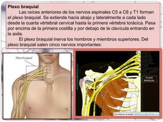 Plexo braquial
Las raíces anteriores de los nervios espinales C5 a C8 y T1 forman
el plexo braquial. Se extiende hacia abajo y lateralmente a cada lado
desde la cuarta vértebral cervical hasta la primera vértebra torácica. Pasa
por encima de la primera costilla y por debajo de la clavícula entrando en
la axila.
El plexo braquial inerva los hombros y miembros superiores. Del
plexo braquial salen cinco nervios importantes:
 