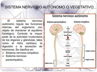 El sistema nervioso
autónomo regula las funciones
internas del organismo con
objeto de mantener el equilibrio
fisiológico. Controla la mayor
parte de la actividad involuntaria
de los órganos y glándulas, tales
como el ritmo cardíaco, la
digestión o la secreción de
hormonas. Se clasifica en:
 Sistema nervioso simpático
 Sistema nervioso
parasimpatico.
SISTEMA NERVIOSO AUTÓNOMO O VEGETATIVO
 