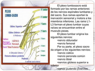 El plexo lumbosacro está
formado por las ramas anteriores
de los nervios espinales lumbares y
del sacro. Sus ramas aportan la
inervación sensorial y motora a los
miembros inferiores. Las rams L1-
L3 forman el plexo lumbar cuyas
raíces se encuentran entre el
musculo psoas.
El plexo lumbar origina los
siguientes nervios:
•nervio obturador
•nervio femoral
Por su parte, el plexo sacro
da origen a los siguientes nervios:
•nervio ciático
•nervio peronela común
•nervio tibial
•nervios glúteos superior e
inferior
•nervio pudendo y nervios
 