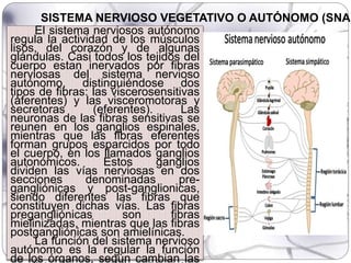 El sistema nerviosos autónomo
regula la actividad de los músculos
lisos, del corazón y de algunas
glándulas. Casi todos los tejidos del
cuerpo estan inervados por fibras
nerviosas del sistema nervioso
autónomo, distinguiéndose dos
tipos de fibras: las viscerosensitivas
(aferentes) y las visceromotoras y
secretoras (eferentes). Las
neuronas de las fibras sensitivas se
reunen en los ganglios espinales,
mientras que las fibras eferentes
forman grupos esparcidos por todo
el cuerpo, en los llamados ganglios
autonómicos. Estos ganglios
dividen las vías nerviosas en dos
secciones denominadas pre-
gangliónicas y post-ganglionicas,
siendo diferentes las fibras que
constituyen dichas vías. Las fibras
pregangliónicas son fibras
mielinizadas, mientras que las fibras
postgangliónicas son amielínicas.
La función del sistema nervioso
autónomo es la regular la función
de los órganos, según cambian las
SISTEMA NERVIOSO VEGETATIVO O AUTÓNOMO (SNA)
 