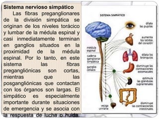 Sistema nervioso simpático
Las fibras preganglionares
de la división simpática se
originan de los niveles torácico
y lumbar de la médula espinal y
casi inmediatamente terminan
en ganglios situados en la
proximidad de la médula
espinal. Por lo tanto, en este
sistema las fibras
pregangliónicas son cortas,
mientras que las
posgangliónicas que contactan
con los órganos son largas. El
simpático es especialmente
importante durante situaciones
de emergencia y se asocia con
la respuesta de lucha o huida.
 