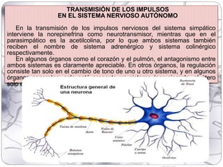 TRANSMISIÓN DE LOS IMPULSOS
EN EL SISTEMA NERVIOSO AUTÓNOMO
En la transmisión de los impulsos nerviosos del sistema simpático
interviene la norepinefrina como neurotransmisor, mientras que en el
parasimpático es la acetilcolina, por lo que ambos sistemas también
reciben el nombre de sistema adrenérgico y sistema colinérgico
respectivamente.
En algunos órganos como el corazón y el pulmón, el antagonismo entre
ambos sistemas es claramente apreciable. En otros órganos, la regulación
consiste tan solo en el cambio de tono de uno u otro sistema, y en algunos
órganos concretos, solo está presente un sistema (por ejemplo, el útero
solo está inervado por el sistema adrenérgico).
 