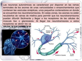 Las neuronas autonómicas se caracterizan por disponer en las ramas
terminales de los axones de unas varicosidades o ensanchamientos que
contienen las vesículas sinápticas, unos pequeños contenedores en donde
se encuentran los neurotransmisores. En estas zonas, los axones no están
recubiertos de vainas de mielina para permitir que los neurotransmisores
puedan difundir fácilmente y llegar a los receptores de las células de
músculo liso o glandulares. Al llegar los neurotramisores a estos
receptores se abren los canales iónicos situados en la membrana de las
células, lo que permite la entrada de iones, es decir de cargas eléctricas.
 