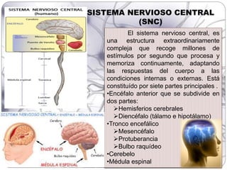 El sistema nervioso central, es
una estructura extraordinariamente
compleja que recoge millones de
estímulos por segundo que procesa y
memoriza continuamente, adaptando
las respuestas del cuerpo a las
condiciones internas o externas. Está
constituído por siete partes principales .
•Encéfalo anterior que se subdivide en
dos partes:
Hemisferios cerebrales
Diencéfalo (tálamo e hipotálamo)
•Tronco encefálico
Mesencéfalo
Protuberancia
Bulbo raquídeo
•Cerebelo
•Médula espinal
SISTEMA NERVIOSO CENTRAL
(SNC)
 