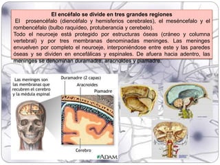 El encéfalo se divide en tres grandes regiones
El prosencéfalo (diencéfalo y hemisferios cerebrales), el meséncefalo y el
rombencéfalo (bulbo raquídeo, protuberancia y cerebelo).
Todo el neuroeje está protegido por estructuras óseas (cráneo y columna
vertebral) y por tres membranas denominadas meninges. Las meninges
envuelven por completo el neuroeje, interponiéndose entre este y las paredes
óseas y se dividen en encefálicas y espinales. De afuera hacia adentro, las
meninges se denominan duramadre, aracnoides y piamadre.
 