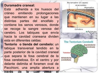 Duramadre craneal:
Está adherida a los huesos del
cráneo emitiendo prolongaciones
que mantienen en su lugar a las
distintas partes del encéfalo y
contiene los senos venosos, donde
se recoge la sangre venosa del
cerebro. Los tabiques que envía
hacia la cavidad craneana dividen
esta en diferentes celdas:
Tentorio o tienda del cerebelo: un
tabique transversal tendido en la
parte posterior de la cavidad craneal
que separa la fosa cerebral de la
fosa cerebelosa. En el centro y por
delante delimita el foramen oval de
Pacchioni, una amplia abertura a
través de la cual pasa el
 